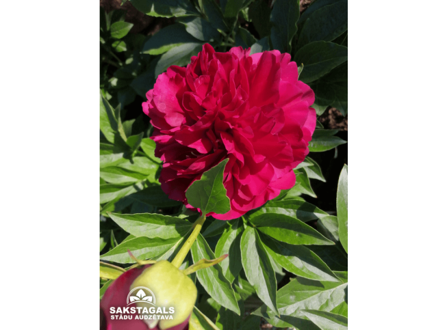 Paeonia   'Old Faithful'
